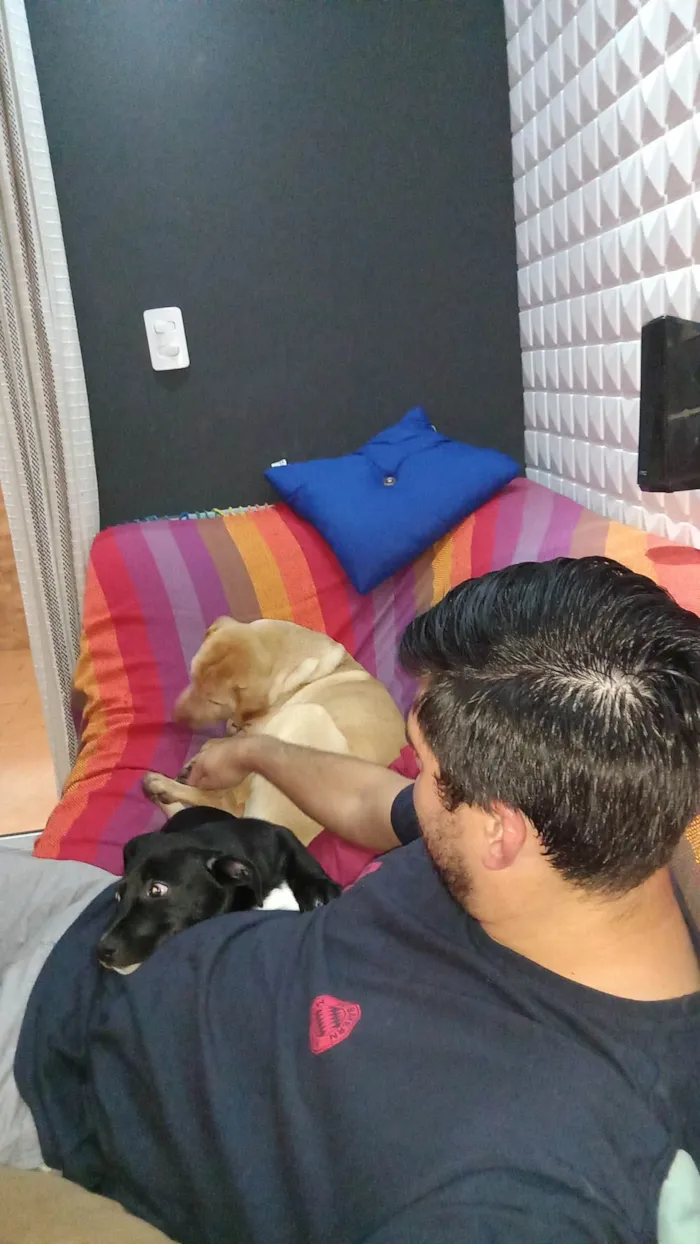 Cachorro ra a SRD-ViraLata idade 7 a 11 meses nome BILLY JOE