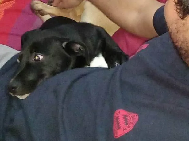 Cachorro ra a SRD-ViraLata idade 7 a 11 meses nome BILLY JOE