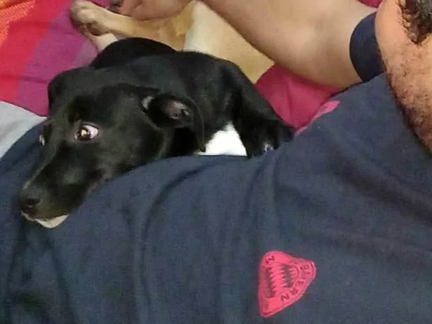 Cachorro ra a SRD-ViraLata idade 7 a 11 meses nome BILLY JOE