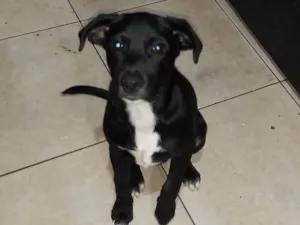 Cachorro raça SRD-ViraLata idade 7 a 11 meses nome BILLY JOE