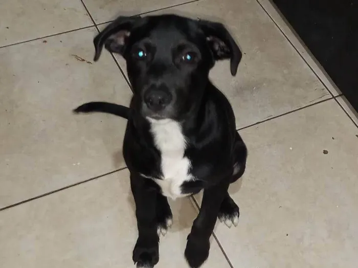 Cachorro ra a SRD-ViraLata idade 7 a 11 meses nome BILLY JOE