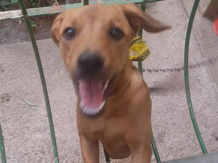 Cachorro ra a SRD-ViraLata idade 2 a 6 meses nome Caramela