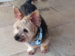 Cachorro raça Yorkshire idade 4 anos nome Dhiony