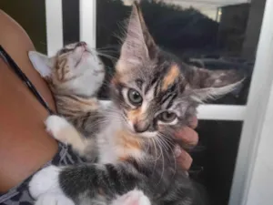 Gato raça  idade 2 a 6 meses nome Lola e Malia