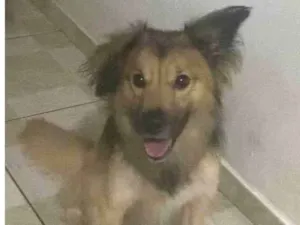 Cachorro raça  idade 7 a 11 meses nome Theo 