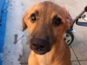 Cachorro raça Vira lata  idade Abaixo de 2 meses nome Sem nome 