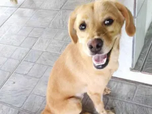Cachorro raça SRD-ViraLata idade 1 ano nome Brisa
