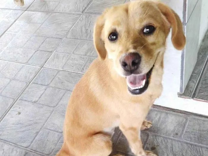Cachorro ra a SRD-ViraLata idade 1 ano nome Brisa