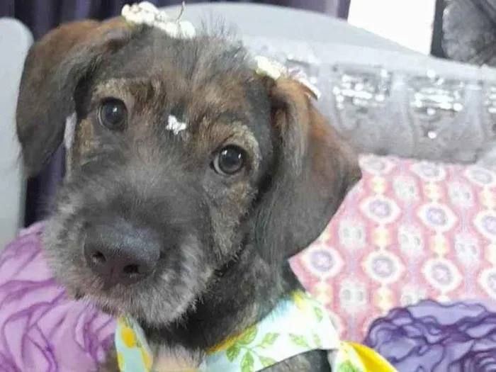 Cachorro ra a Curta idade 2 a 6 meses nome Ludy