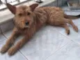 Carrapicho