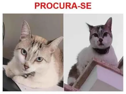 Gato raça SRD-ViraLata idade 3 anos nome Cristal