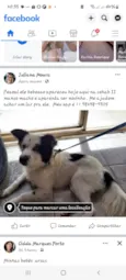 Cachorro raça SRD-ViraLata idade 7 a 11 meses nome Malhado 