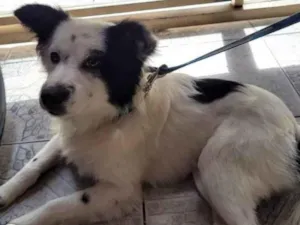 Cachorro raça SRD-ViraLata idade 7 a 11 meses nome Malhado 