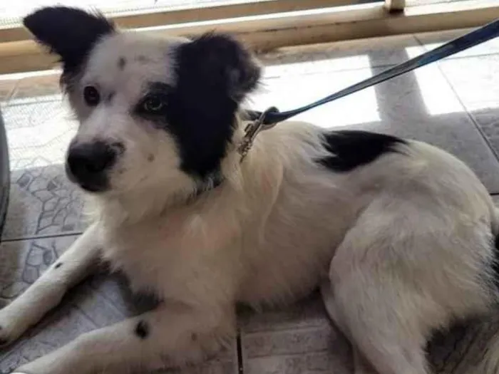 Cachorro raça SRD-ViraLata idade 7 a 11 meses nome Malhado 