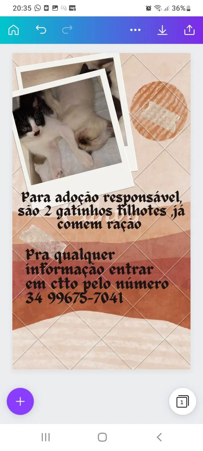 Gato raça  idade Abaixo de 2 meses nome Sem nome