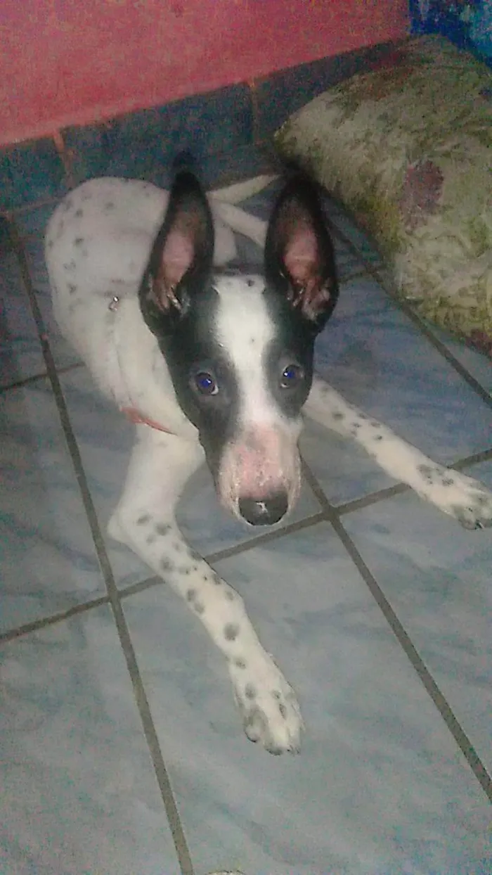 Cachorro ra a Boiadeiro australiano  idade 2 a 6 meses nome Luck