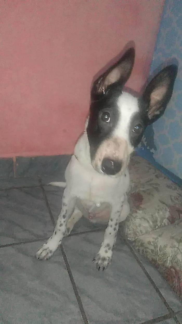 Cachorro ra a Boiadeiro australiano  idade 2 a 6 meses nome Luck