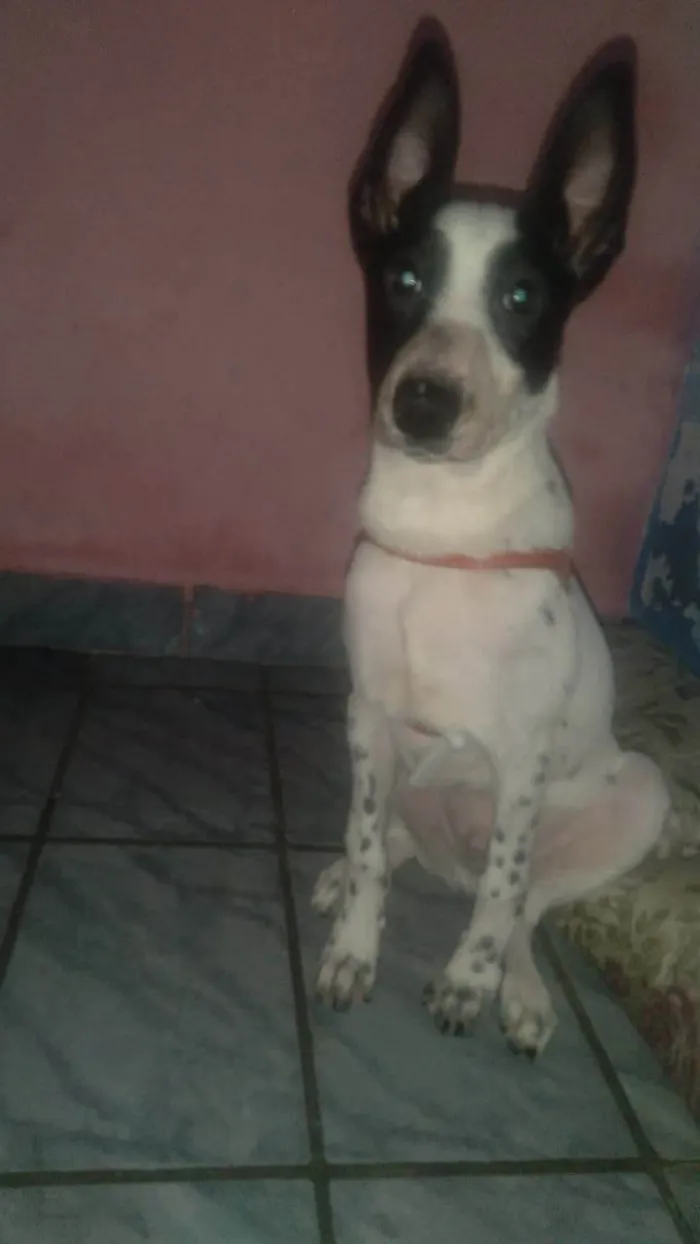 Cachorro ra a Boiadeiro australiano  idade 2 a 6 meses nome Luck