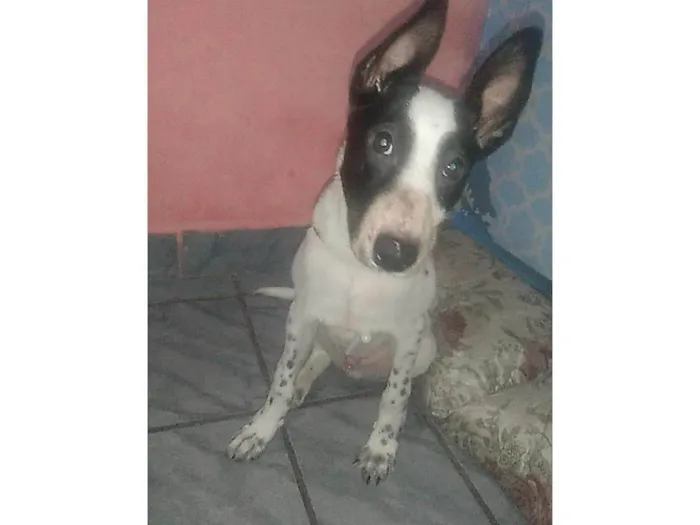 Cachorro ra a Boiadeiro australiano  idade 2 a 6 meses nome Luck