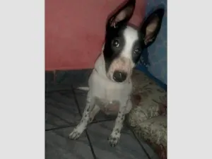 Cachorro raça Boiadeiro australiano  idade 2 a 6 meses nome Luck