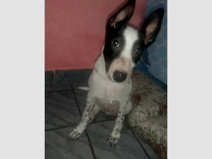 Cachorro ra a Boiadeiro australiano  idade 2 a 6 meses nome Luck