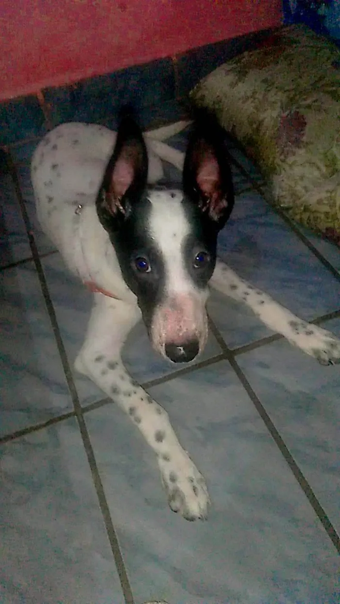 Cachorro ra a Boiadeiro australiano  idade 2 a 6 meses nome Luck