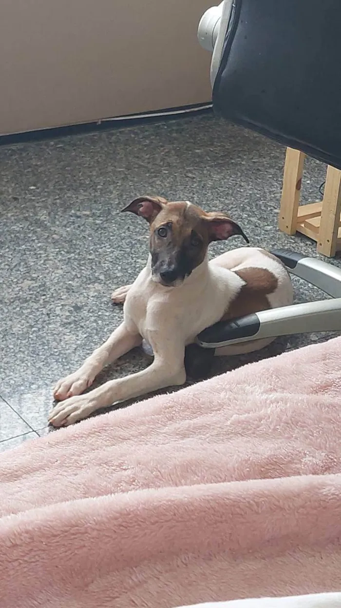 Cachorro ra a SRD-ViraLata idade 7 a 11 meses nome Appa