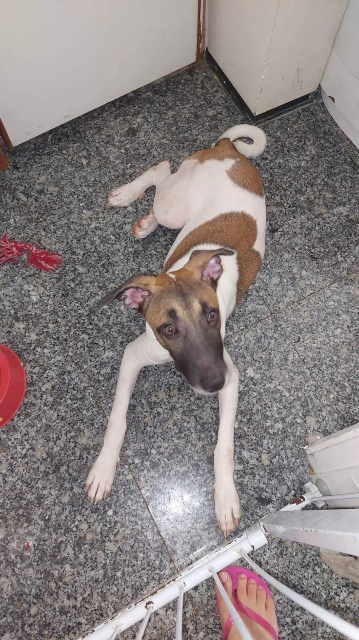 Cachorro ra a SRD-ViraLata idade 7 a 11 meses nome Appa