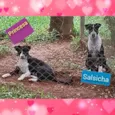 Princesa e Salsicha