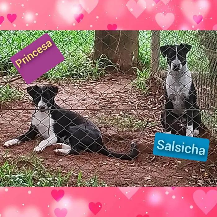 Cachorro ra a SRD-ViraLata idade 7 a 11 meses nome Princesa e Salsicha