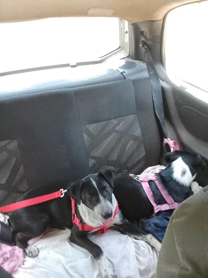 Cachorro ra a SRD-ViraLata idade 7 a 11 meses nome Princesa e Salsicha