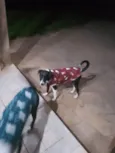 Princesa e Salsicha
