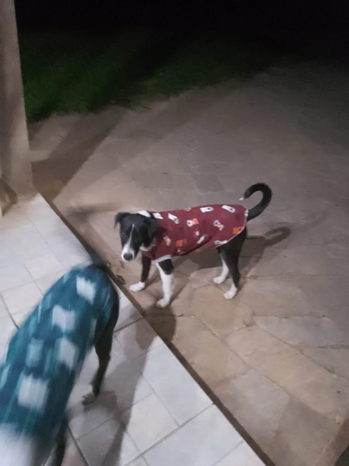 Cachorro ra a SRD-ViraLata idade 7 a 11 meses nome Princesa e Salsicha