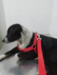 Princesa e Salsicha