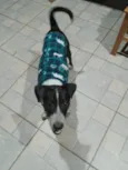Princesa e Salsicha