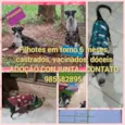 Princesa e Salsicha