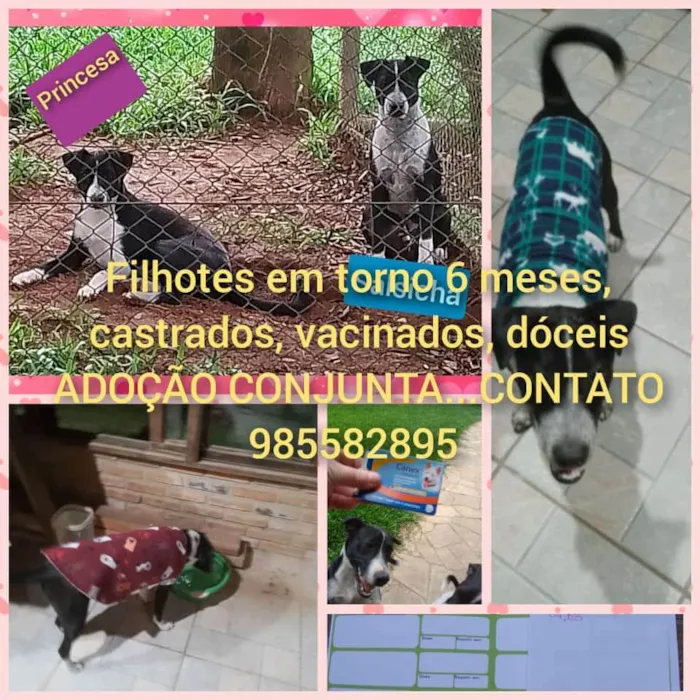 Cachorro ra a SRD-ViraLata idade 7 a 11 meses nome Princesa e Salsicha