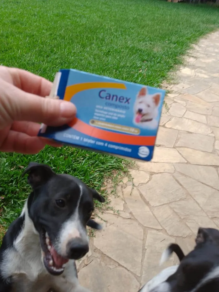 Cachorro ra a SRD-ViraLata idade 7 a 11 meses nome Princesa e Salsicha