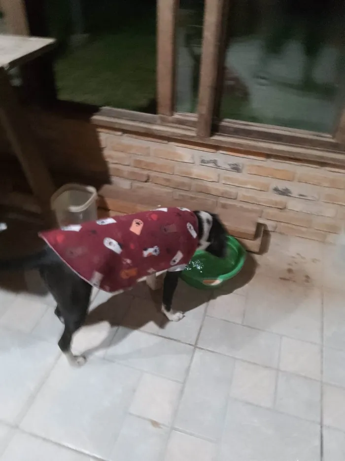 Cachorro ra a SRD-ViraLata idade 7 a 11 meses nome Princesa e Salsicha