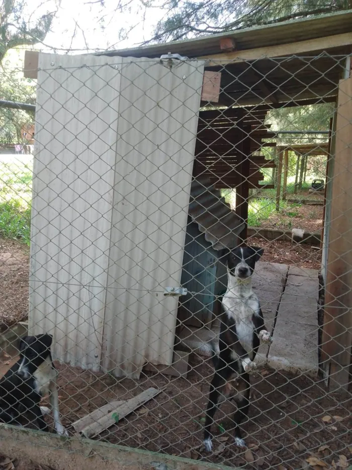 Cachorro ra a SRD-ViraLata idade 7 a 11 meses nome Princesa e Salsicha