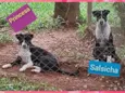 Princesa e Salsicha