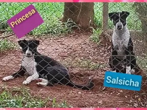 Cachorro raça SRD-ViraLata idade 7 a 11 meses nome Princesa e Salsicha