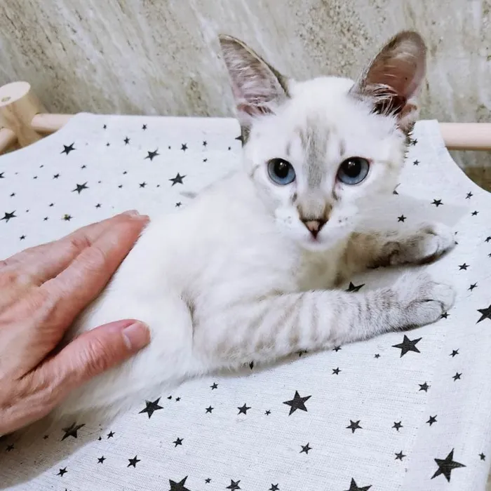 Gato raça SRD-ViraLata idade 2 a 6 meses nome LICO MIX