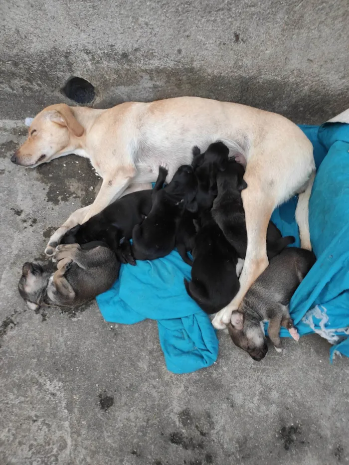 Cachorro ra a Vira lata  idade Abaixo de 2 meses nome Filhotinho