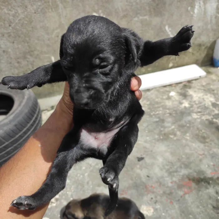 Cachorro ra a Vira lata  idade Abaixo de 2 meses nome Filhotinho