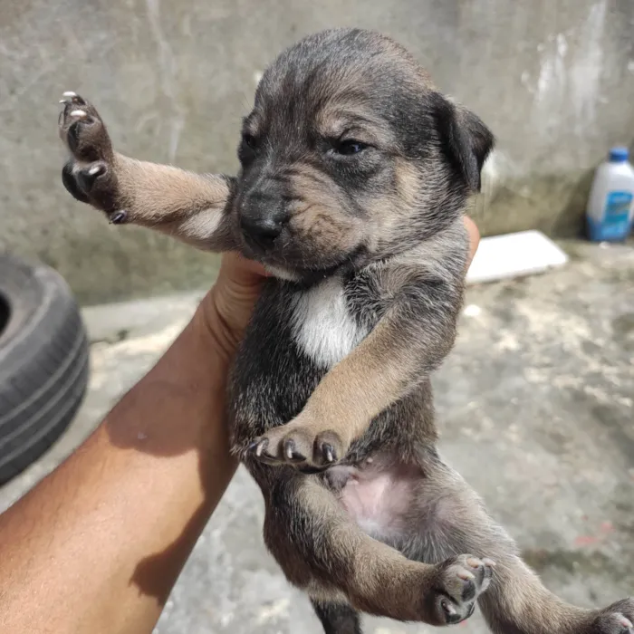 Cachorro ra a Vira lata  idade Abaixo de 2 meses nome Filhotinho