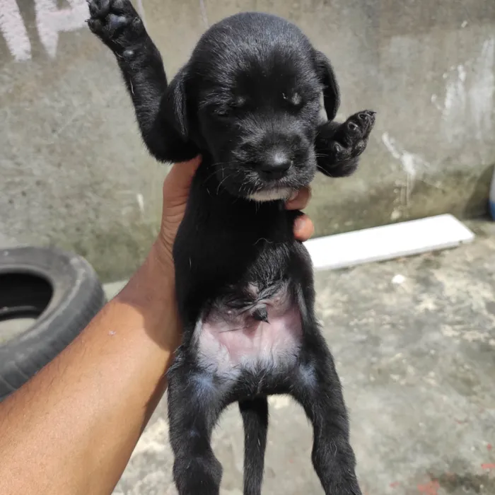 Cachorro ra a Vira lata  idade Abaixo de 2 meses nome Filhotinho