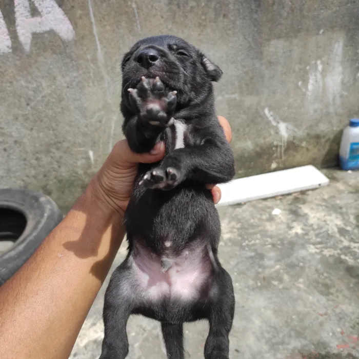 Cachorro ra a Vira lata  idade Abaixo de 2 meses nome Filhotinho