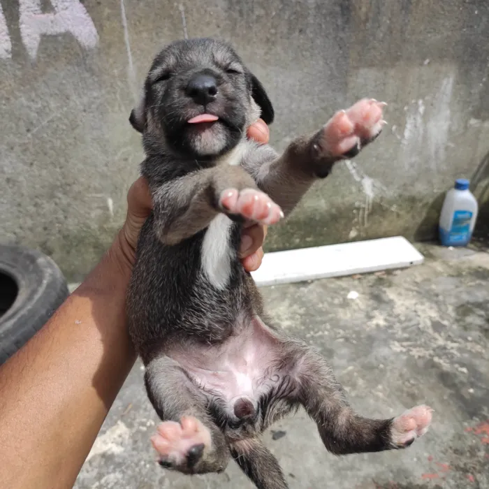 Cachorro ra a Vira lata  idade Abaixo de 2 meses nome Filhotinho