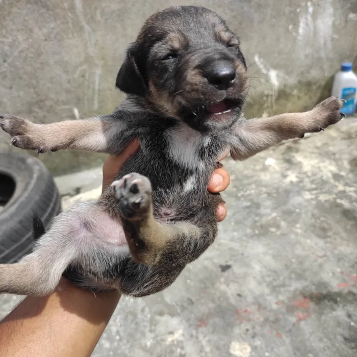 Cachorro ra a Vira lata  idade Abaixo de 2 meses nome Filhotinho